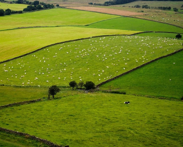 Government poised to scrap nature ‘Brexit bonus’ for farmers